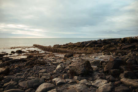 Stones and seaweed on shore near ocean in reykjavik beach iceland in the evening