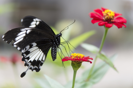 Butterfly on the flowerの写真素材