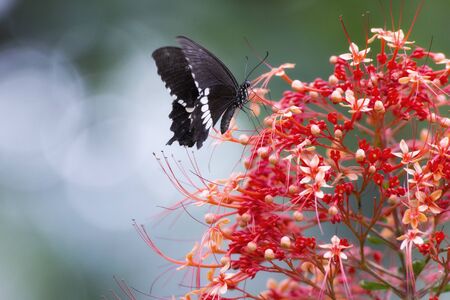 Butterfly are sucking the candied in flowersの写真素材