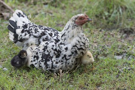 The hen and chicksの写真素材