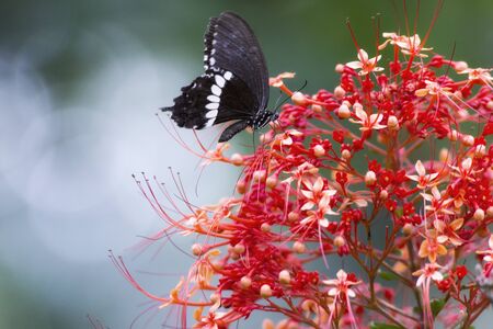 Butterfly are sucking the candied in flowersの写真素材