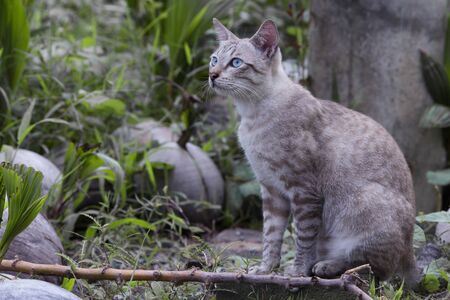 Cute catの写真素材