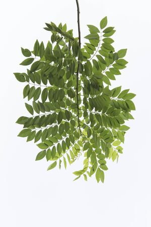 green leafの写真素材