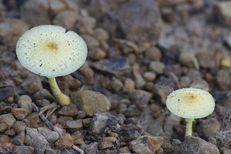Mushroomの写真素材