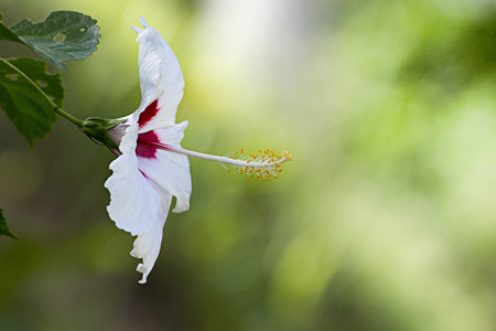 White Hibiscusの写真素材