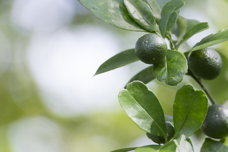 calamondinの写真素材