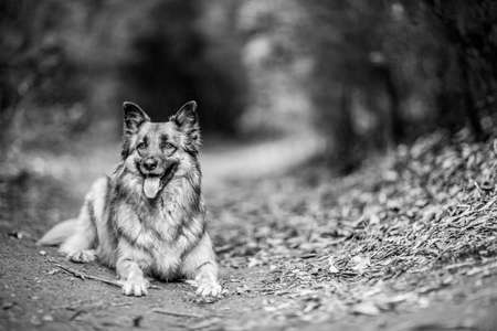 dog in natureの写真素材