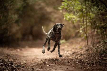 dog in natureの写真素材