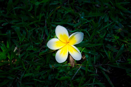 Frangipani flowers fall on the groundの写真素材