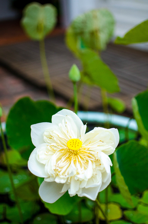 Beautiful white lotus in pond.の写真素材