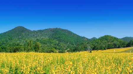 Yellow Sunn Hemp Flower Field.の写真素材