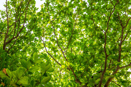 Branches and green leaves on the tree top.の写真素材