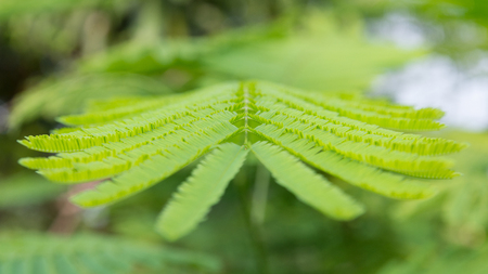 Green Blurry Leaf Background.の写真素材