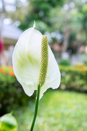 Closeup White Spadix Flower in the bright day.の写真素材