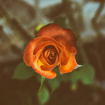 Solitary a Red Roses, Vintage Color tone.の写真素材