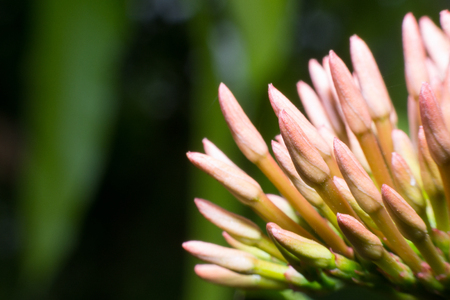 Close up Lxora coccinea flower bud in a garden.の写真素材