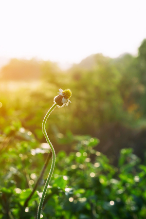 Grass Flower Bloom in the Morning With the sun shining.の写真素材