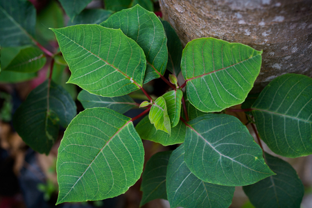 Poinsettia Leaf Bright green color Vignette.の写真素材
