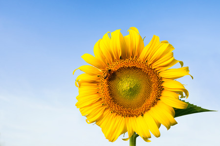 Bees sucking nectar from Beautiful yellow sunflower, in Bright morning with Blue sky.の写真素材