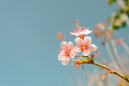 Wild Himalayan Cherry, Prunus cerasoides Flowers are blooming in winter and bright day, Sweet Color...