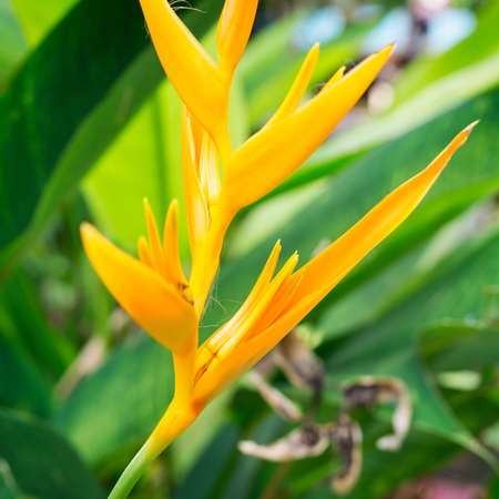 Heliconia psittacorum Yellow Flower Blossoming.の写真素材