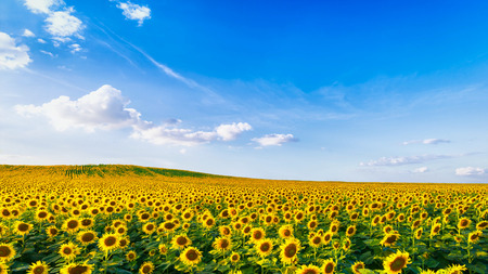 Sunflower fields bloom in Morning on the hill, with the sun shining.の写真素材