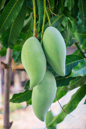 fresh green mango fruit on tree.の写真素材