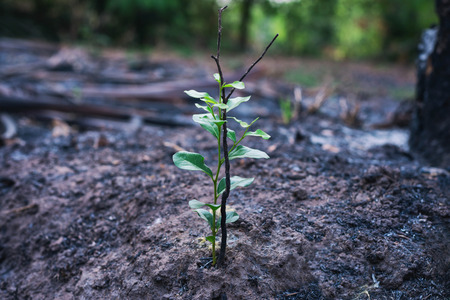 tree grow on soil beside dead tree, on the ground burned.