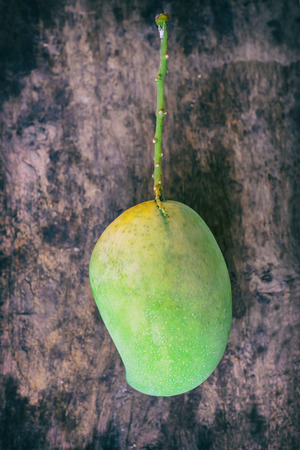 green mango on the wooden.の写真素材