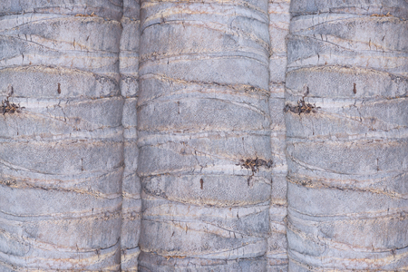 Bark of coconut tree texture background.の写真素材