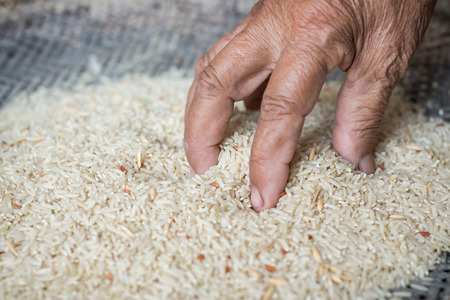 Use hand Choose Paddy Grain out Brown Rice.の写真素材