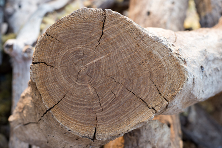 stump of the dead tree was cut off with a saw.の写真素材