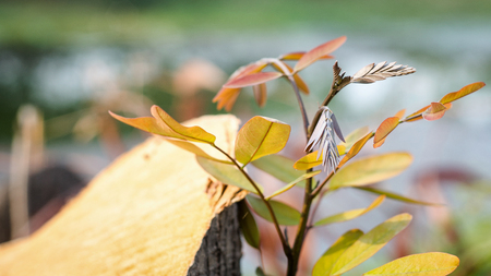 the tree growing above stump cut off.の写真素材