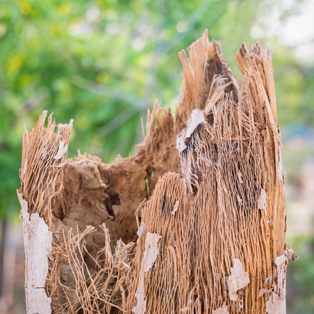 Brown bark of the Papaya tree.の写真素材