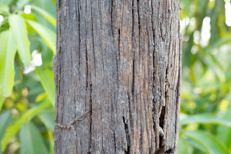 Old wooden poleの写真素材