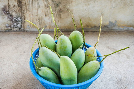 Fresh Green mangos in blue basket on the floor.の写真素材