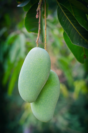 fresh green mango fruit on tree.の写真素材