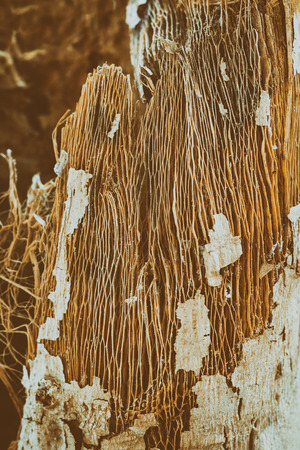 Brown bark of the Papaya tree.の写真素材