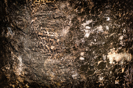 Brown bark of the tree.の写真素材