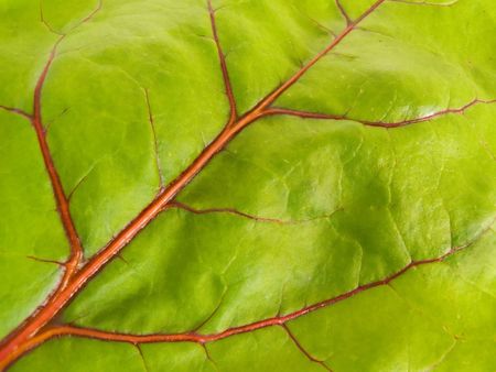 Large green sheet with red veinsの写真素材