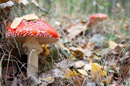 Mushroom a fly - agaric growing to the forestの写真素材