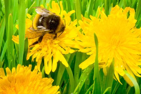 An insect is a bumble-bee. Bumble-bee on yellow flowers Dandelion