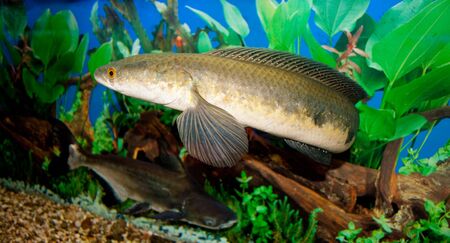 This is a Snakehead (Channa Scopoli), photographed in an aquariumの写真素材