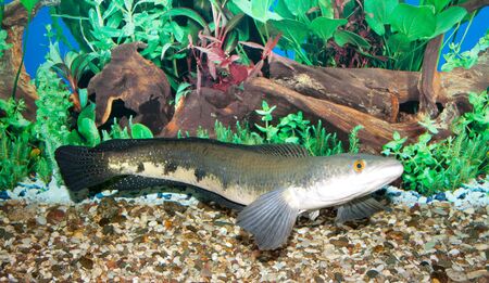 This is a Snakehead (Channa Scopoli), photographed in an aquariumの写真素材