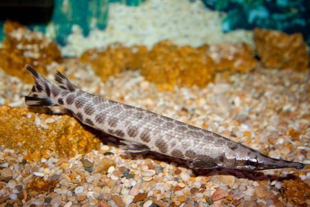 This is a spotted fish (Lepisosteus oculatus), photographed in an aquariumの写真素材