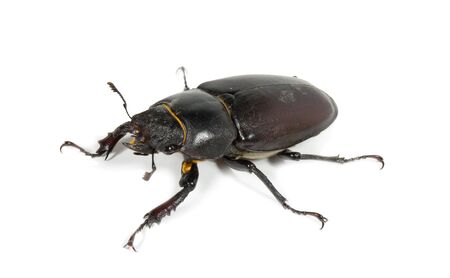 Closeup of common stag beetle female (Lucanus cervus) sits on a white backgroundの写真素材
