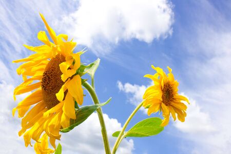 amazing large sunflower and blue summer sky backgroundの写真素材