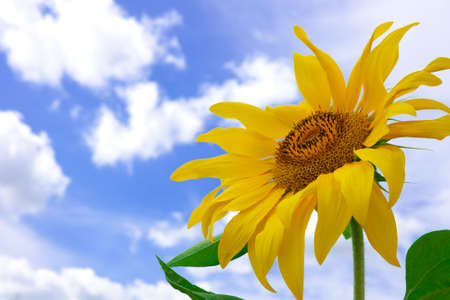 amazing large sunflower and blue summer sky backgroundの写真素材