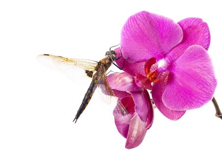 Dragon-fly. Dragonfly sits on the red flower of orchidの写真素材