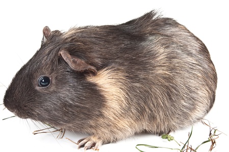 Guinea pig in front of white background の写真素材